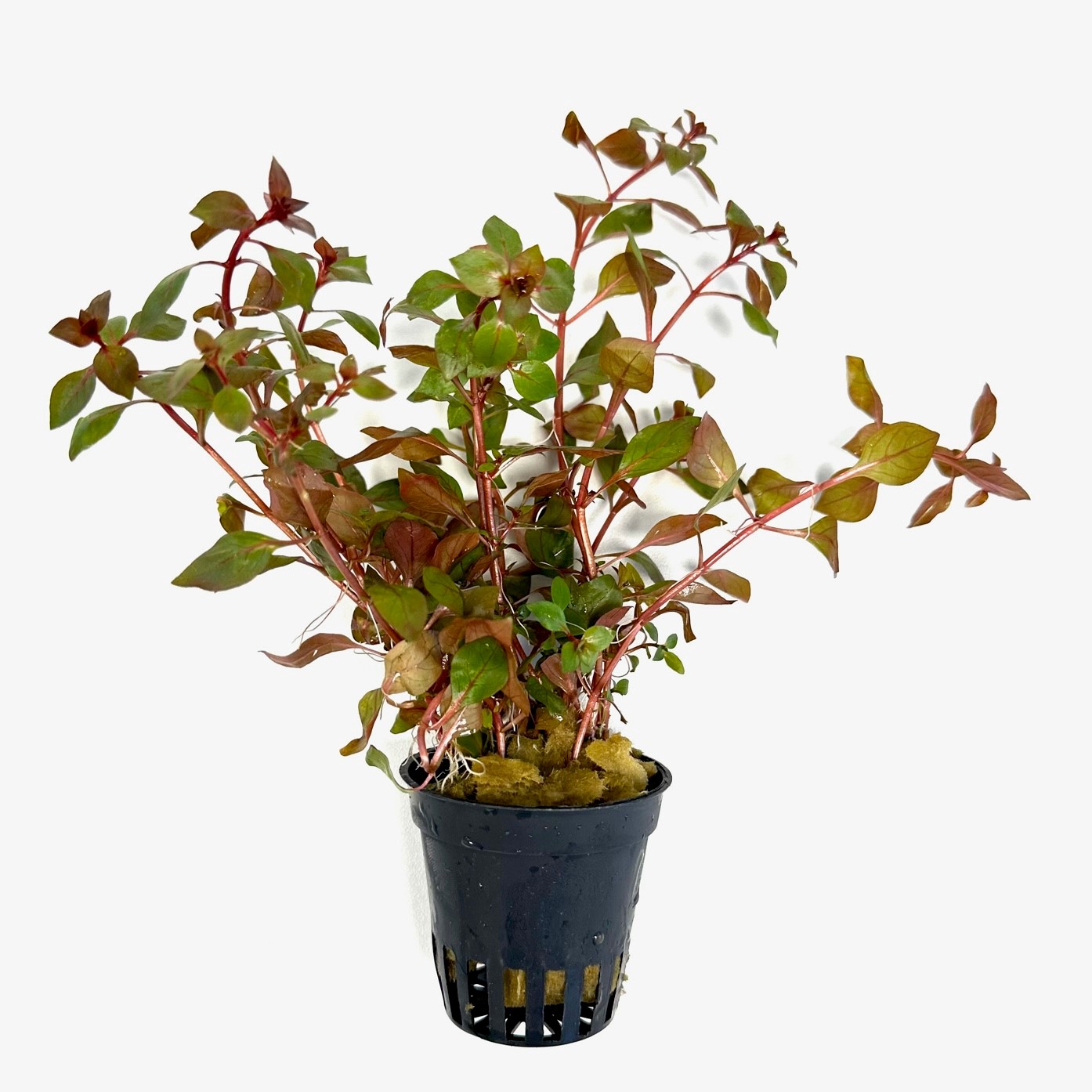 Ludwigia specie mini super red in pot